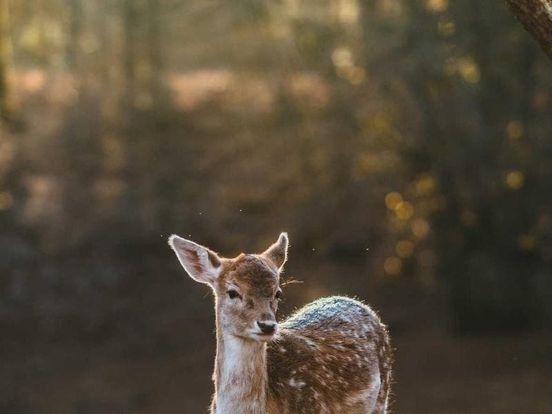 الإطار المفاهيمي والفلسفي للقيادة الرقمية, رؤية استشرافية لتعزيز الرشاقة والرفاه التنظيمي